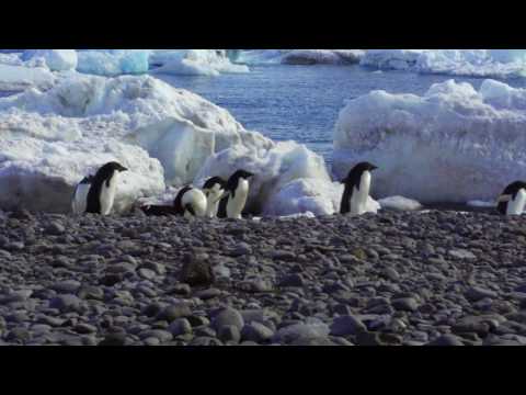 A Day in Antarctica