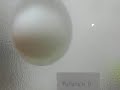 プルルンC？
