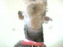 My dog singing with me My dog singing with me