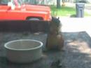 Squirrel eating Pt.2 Squirrel eating Pt.2