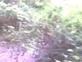 videos de Little Tour of Mackworth Island