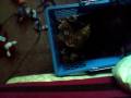 videos de Porsha Sleeping In The Toybox