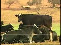 Produção de leite através do cruzamento de raças Produção de leite através do cruzamento de raças