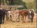 Produção de leite através do cruzamento de raças