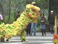 lion dance chinese new year 2008 hong kong