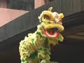 lion dance chinese new year 2008 hong kong