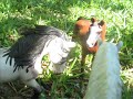 Schleich Horses Storybook Series Episode 1 Schleich Horses Storybook Series Episode 1