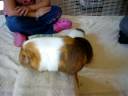 Cavy playtime