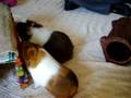 videos de Cavy playtime