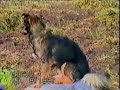 cute animals compilation part 3