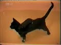 Cute Animals Compilation part 3 Cute Animals Compilation part 3