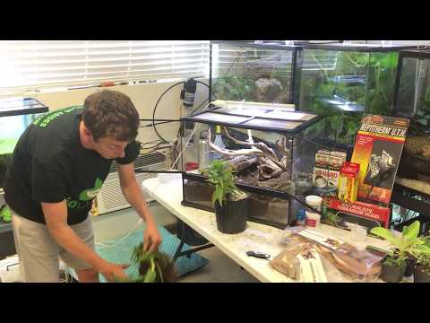 YouTube reptile video