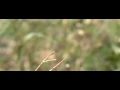 Darter/heidelibel Darter/heidelibel