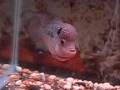 videos de KM1004 -- 4