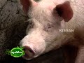 Scientific ways of pig rearing and various breeds of pigs