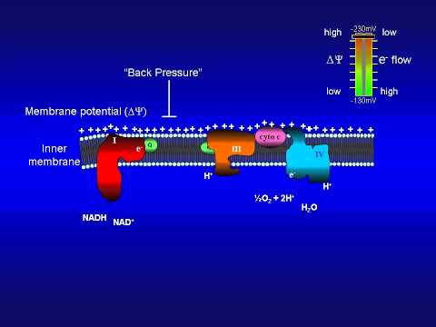 Animation of the bioenergetics governing the mitochondrial electron-transport system