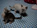 kitten abysshinian and ragdoll