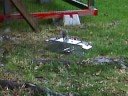 Squirrel trapping
