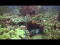 Dive Florida, Gold Coast (DVD)