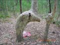 tree prostrating to its creator allah swa tree prostrating to its creator allah swa