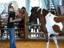 Chincoteague Minnow peforms at Pony Centre Chincoteague Minnow peforms at Pony Centre