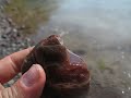 prehistoric goat caramel