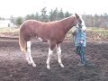 Elegant Encounter-2006 APHA filly for sale