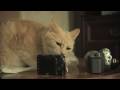 Toby the cat Cinevate Brevis35 test