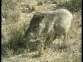 Javelina