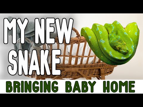 YouTube reptile video