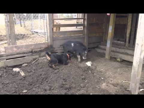 jagd terrier