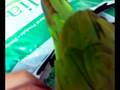 videos de video vanda.mp4