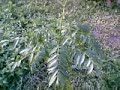 tropical-fruits.html