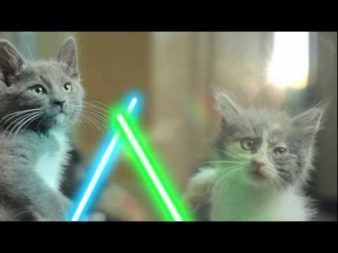 Jedi Kittens