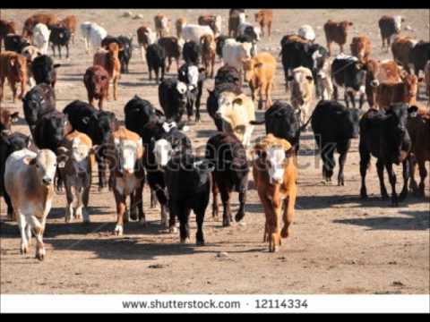 Sahibzada - DR.ASHRAF SAHIBZADA (a native of BHADDAR GUJRAT) is a world renowned Pakistani Agricultural Scientist. He extends free advisory service on all aspects of agr...
