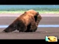 Битва медведей