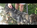 Billy - verwahrloster Schäfer Opi Video 2
