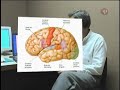 El Lenguaje (5ta parte): Lenguaje y Psiconeurología El Lenguaje (5ta parte): Lenguaje y Psiconeurología