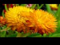 Native American Flute/Relaxation DVD/Serenity By Shakra,