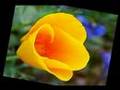 Serenity By Shakra Relaxation DVD