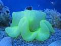 videos de Marine Life & Live Coral