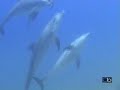Buceo Gubal Island (aguamarbuceo.com) Buceo Gubal Island (aguamarbuceo.com)
