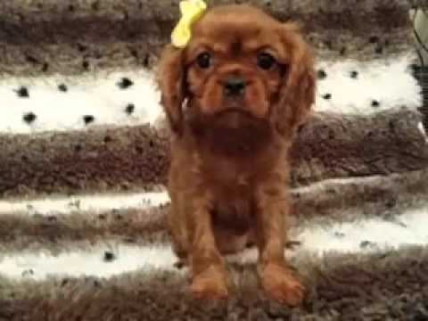 Gorgeous, Red Female Cavalier