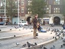 De duiven op de Dam