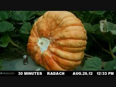 how to grow odd shaped pumpkins