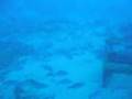 videos de Hyp 11-29-08.wmv