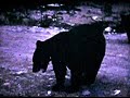 black bears in michigan up