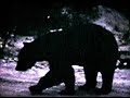 black bears in michigan up
