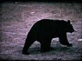 black bears in michigan up