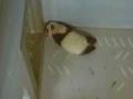 videos de 12/3/08~Cub Working Out By Window~7.04min.